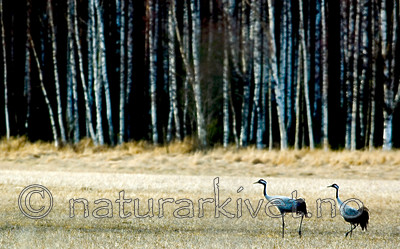 BB 05 0152 / Grus grus / Trane